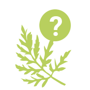 Як розпізнати амброзію