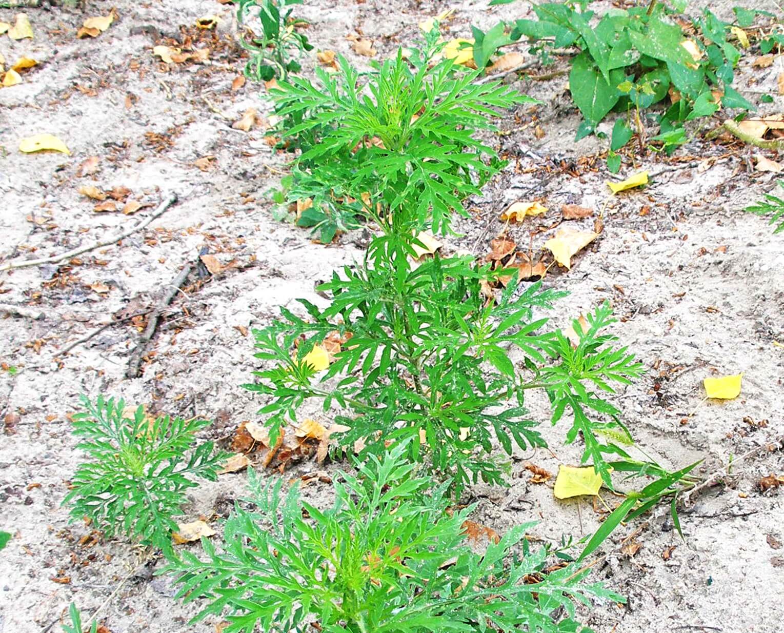 Амброзія у фазі вегетації