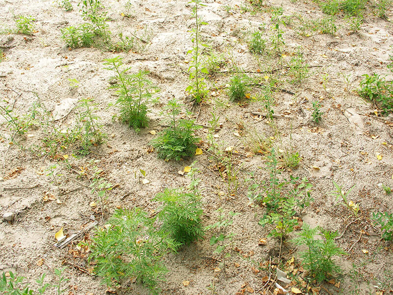 Типова картина просторового розміщення амброзії