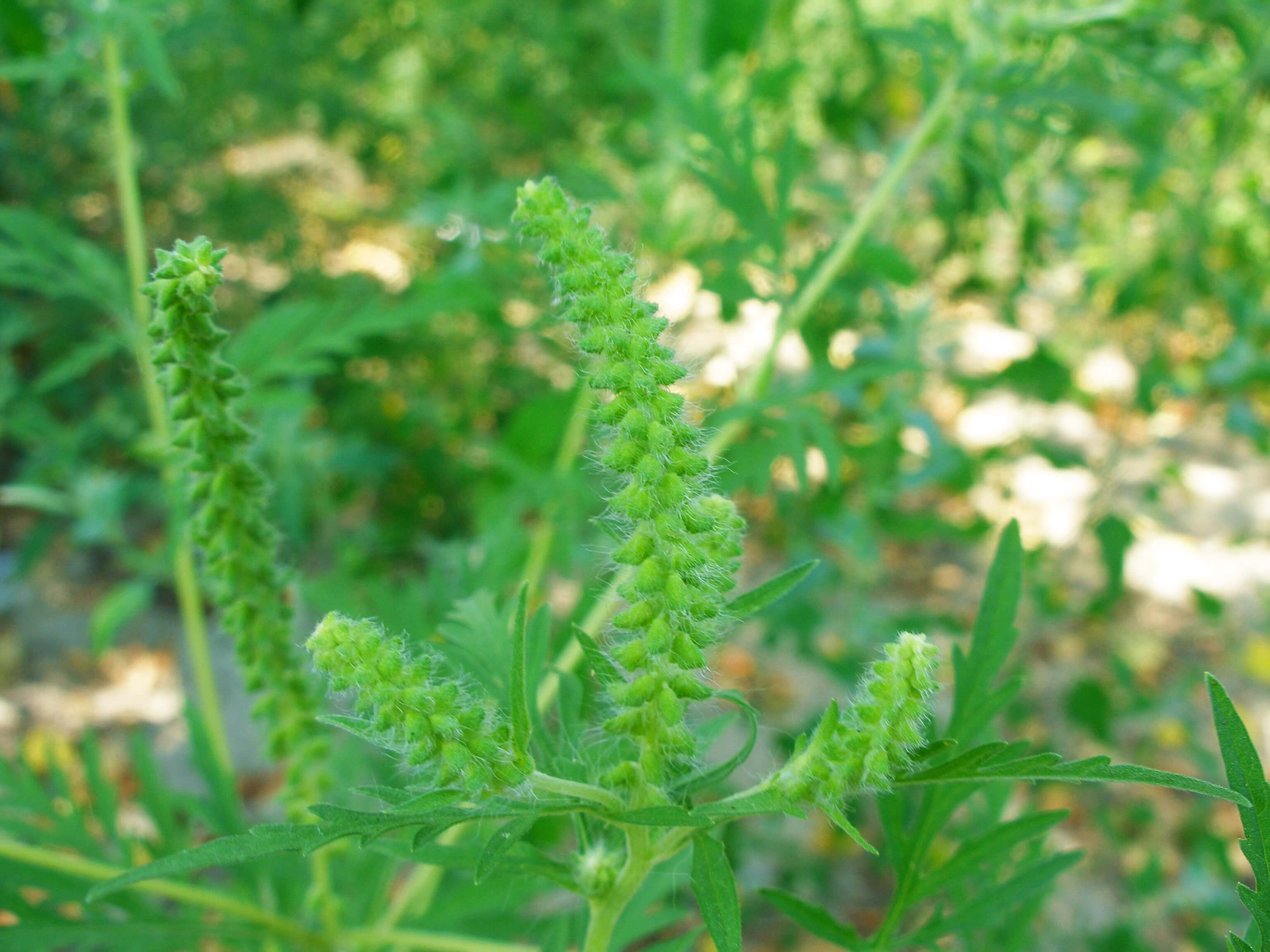 Амброзія у фазі бутонізації