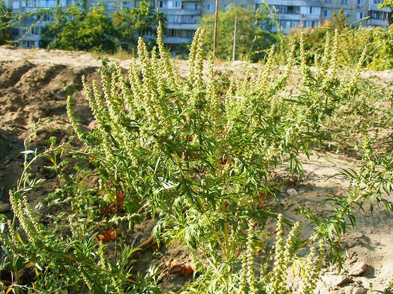 Амброзія у фазі цвітіння