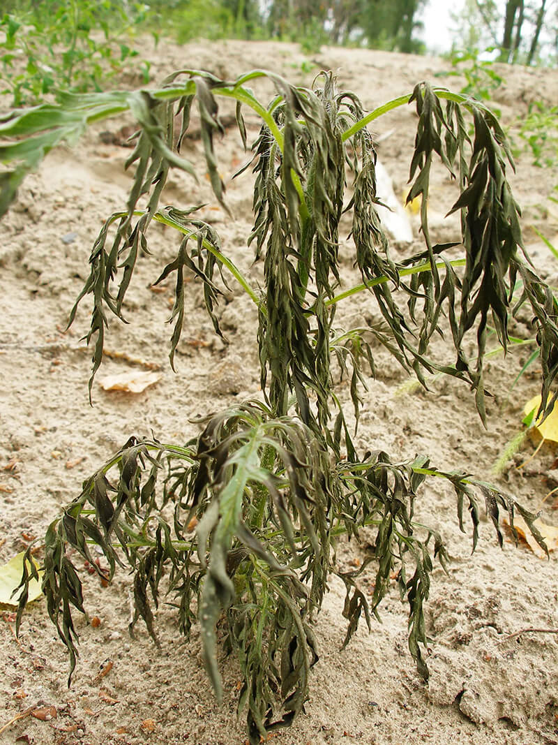 Результат обприскування амброзії розчином бішофіту (фаза вегетації; 3 доби після обробки)