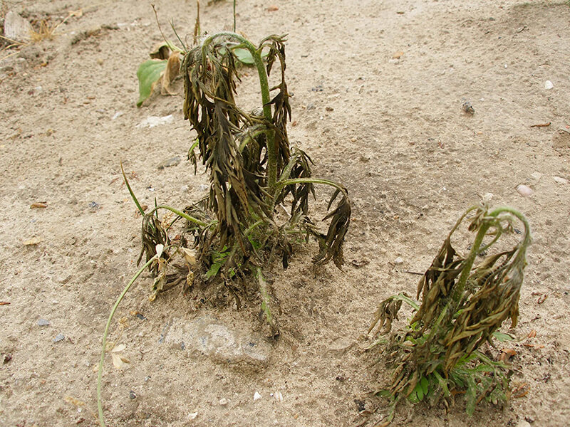 Результат обприскування амброзії розчину бішофіту (фаза вегетації; 10 після обробки) 