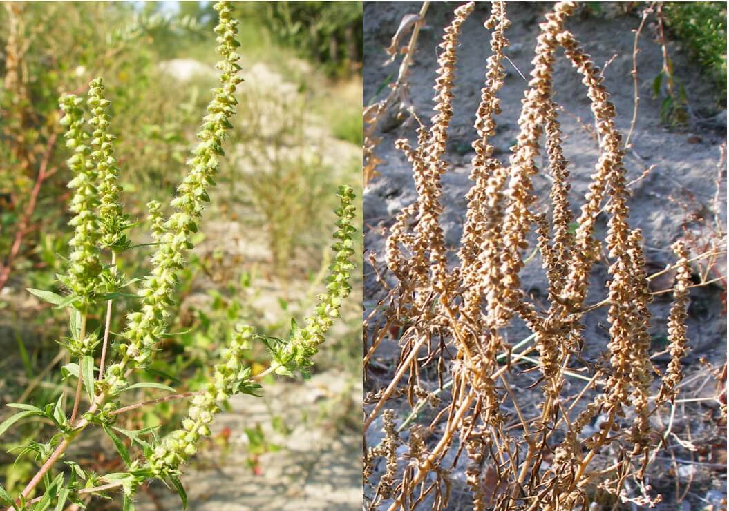 Зліва – суцвіття амброзії; справа – суцвіття, що загинули через 10 після обробки розчином бішофіту 